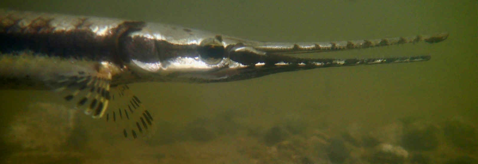 A small gar underwater