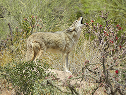 Coyote calling, Arizona