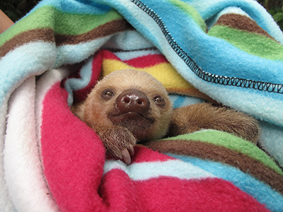 Baby Sloth at Rescue Facility, Costa Rica