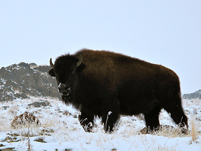 Bison encounter, Utah