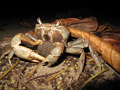 Crab on the beach, Costa Rica