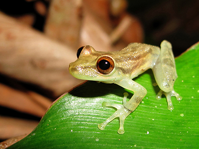 Glass frog, Costa Rica