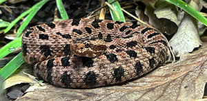 Pygmy rattlesnake, North Carolina