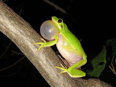Treefrog calling, North Carolina