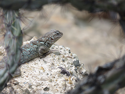 Basking fence lizard, Arizona