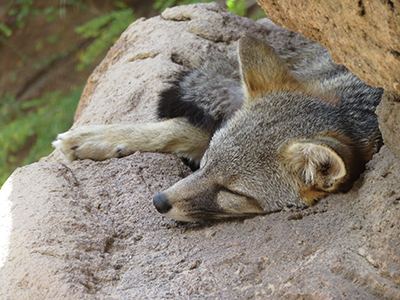 Sleeping fox, Arizona