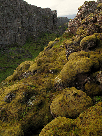 Moss covered cliff, Iceland