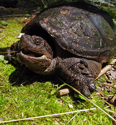 Snapping Turtle, Connecticut