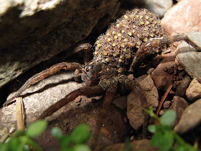 Spider guarding her babies, Pennsylvania