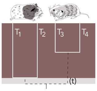 Walking Through Phyinformr Part2 Probabilistic Quantification